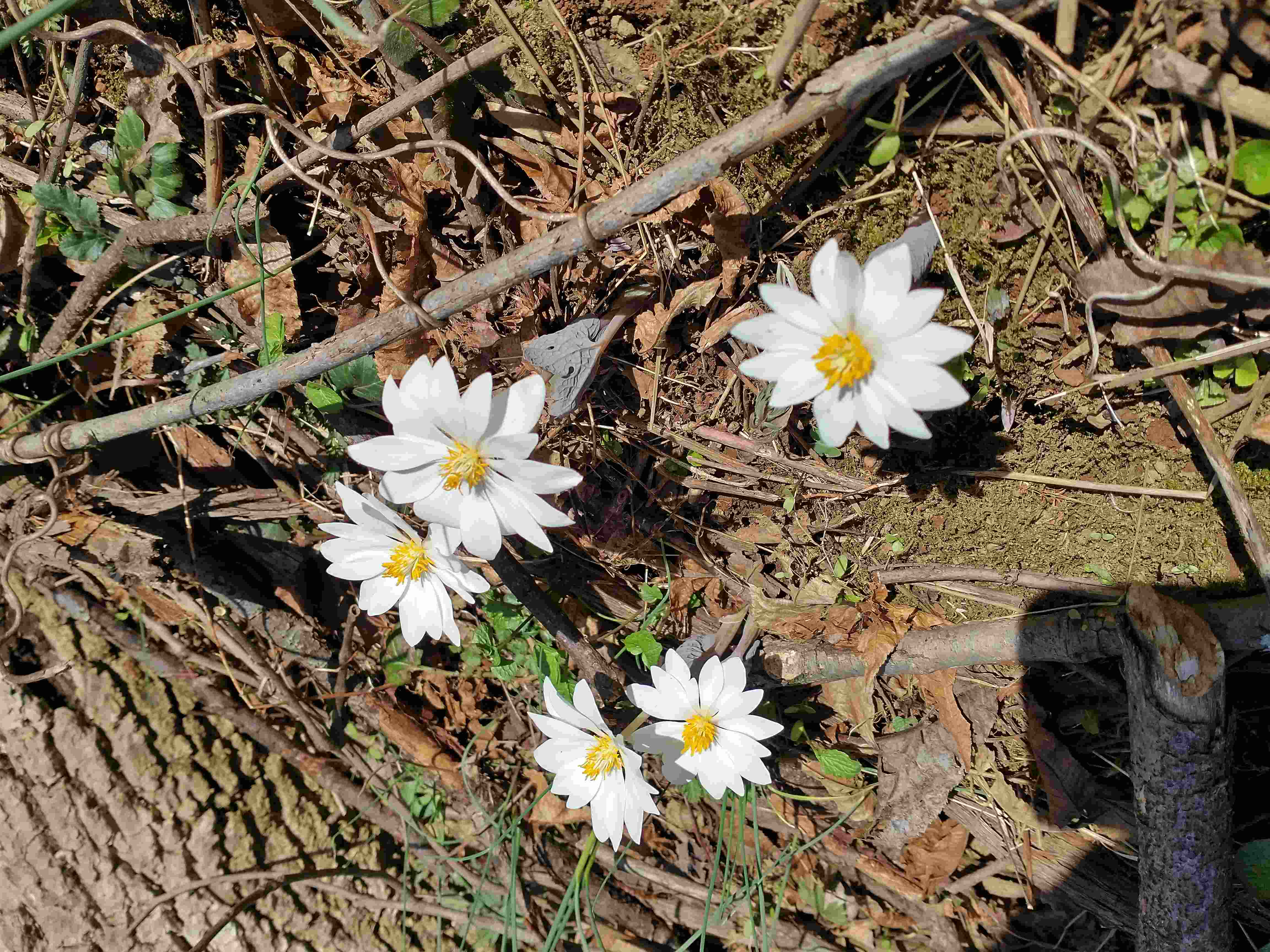 Figure 2: “Spring Flowers” by George Jones is licenced under CC SA 4.0