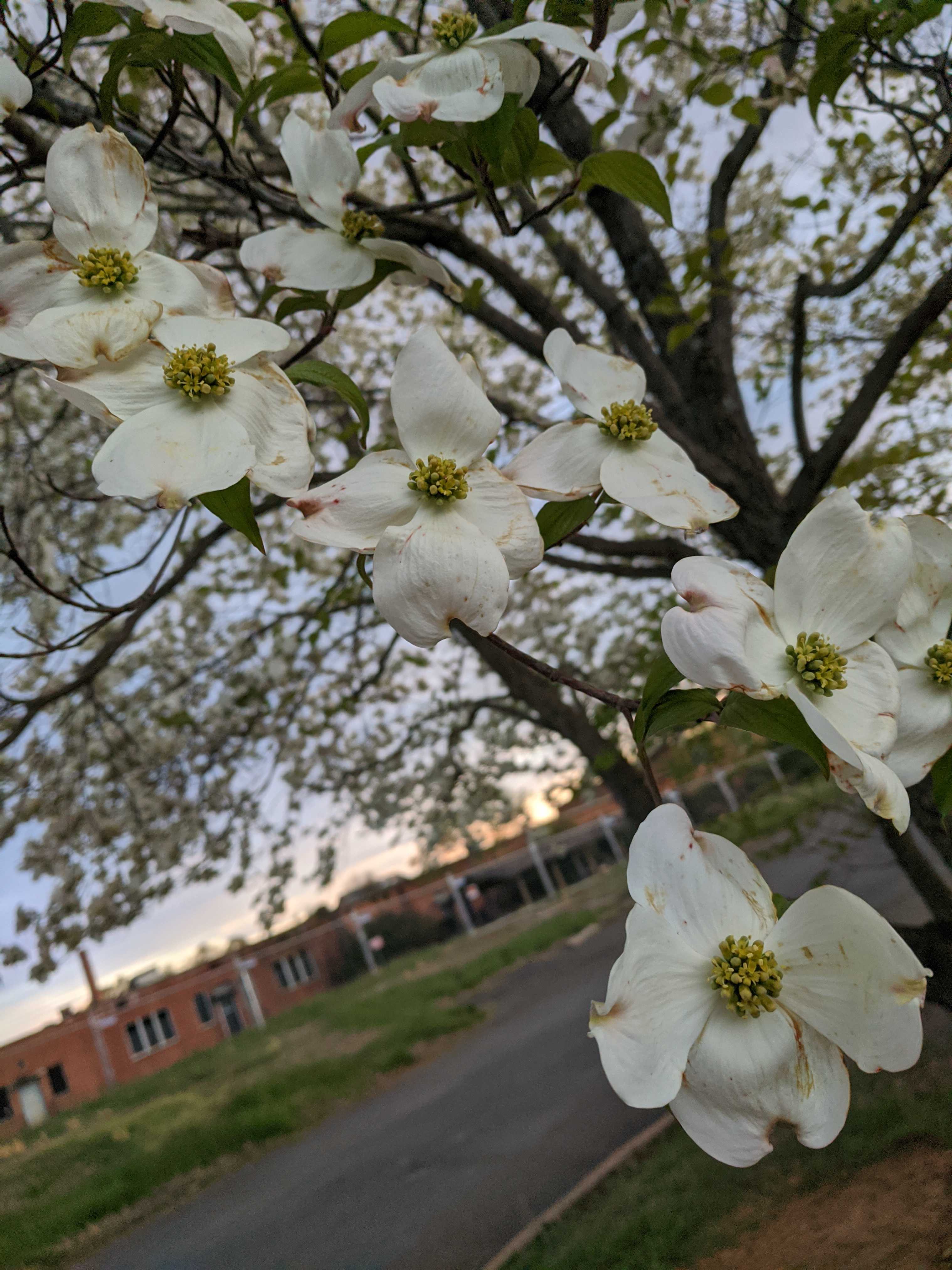 Figure 2: Dogwoods in bloom