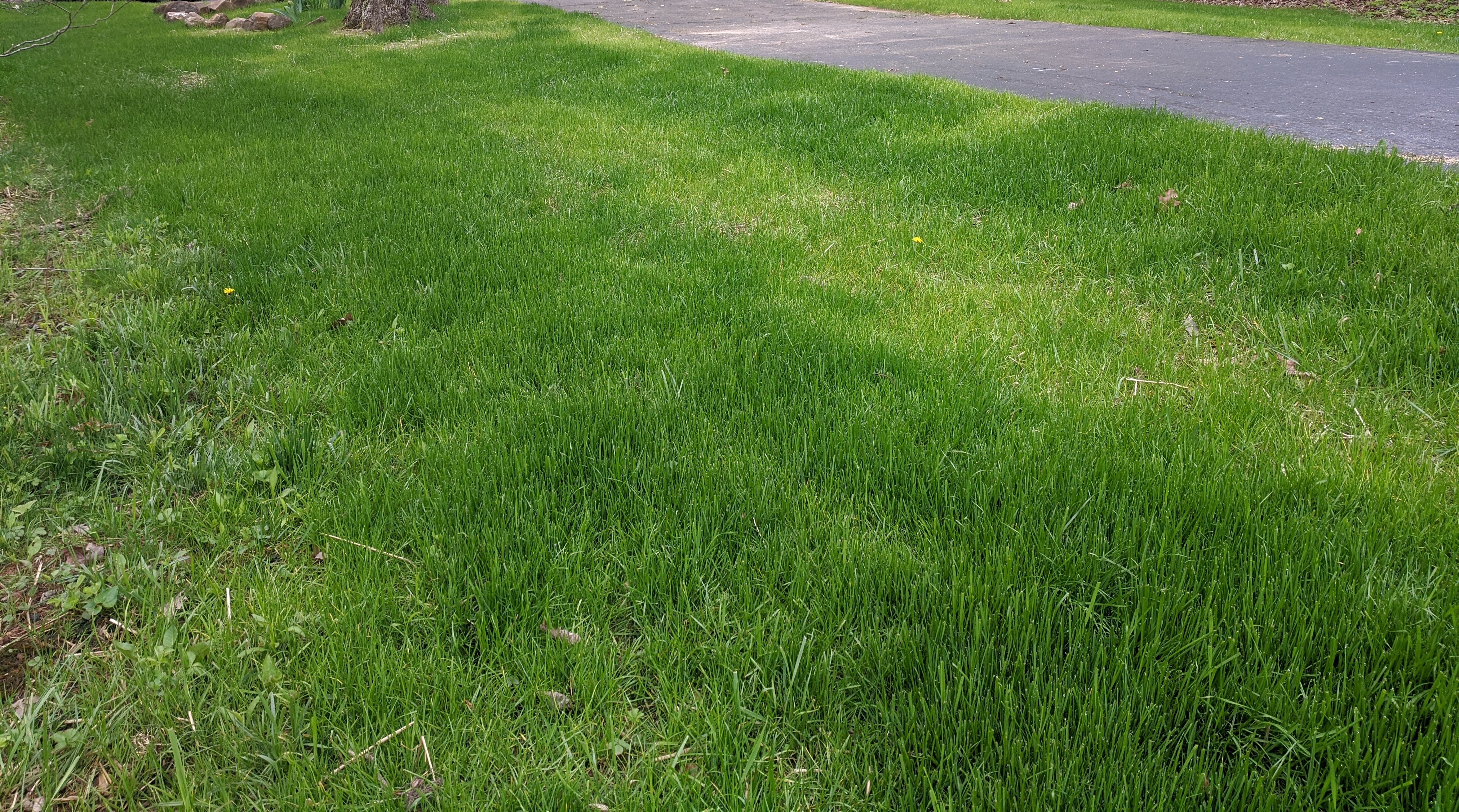 Figure 3: Actual grass