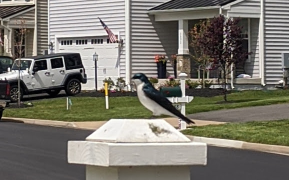 Figure 4: Tree Swallow (Tachycineta bicolor)